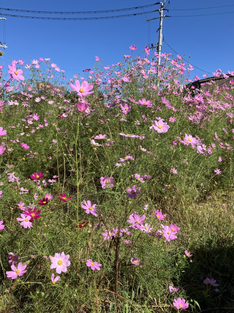 現在の画像に代替テキストがありません。ファイル名: IMG_2590-scaled.jpg