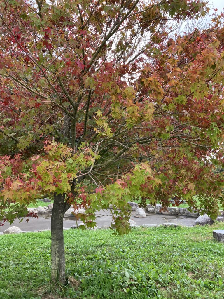 現在の画像に代替テキストがありません。ファイル名: IMG_2651-scaled.jpg