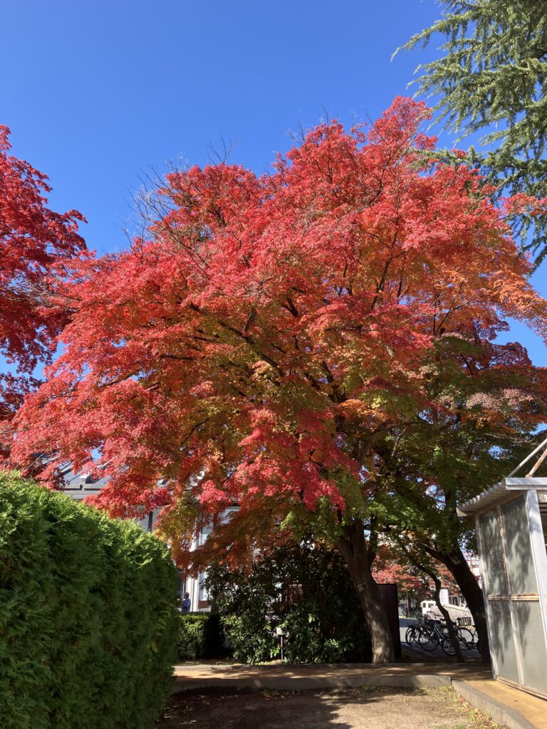 現在の画像に代替テキストがありません。ファイル名: IMG_2694-scaled.jpg